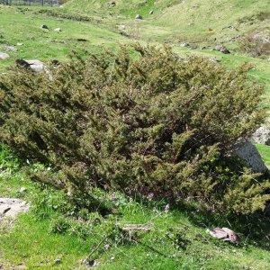 Photographie n°2335073 du taxon Juniperus communis L. [1753]