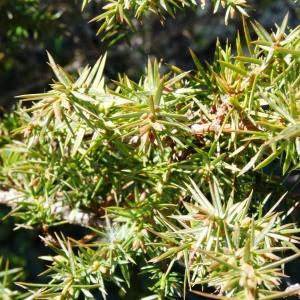 Photographie n°2335074 du taxon Juniperus communis L. [1753]