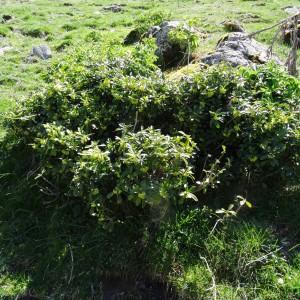 Photographie n°2335075 du taxon Daphne laureola subsp. laureola 