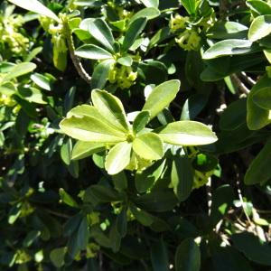 Photographie n°2335076 du taxon Daphne laureola subsp. laureola 