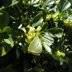 Photographie n°2335077 du taxon Daphne laureola subsp. laureola 