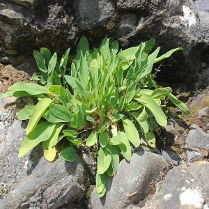 Photographie n°2335083 du taxon Anthyllis vulneraria L.