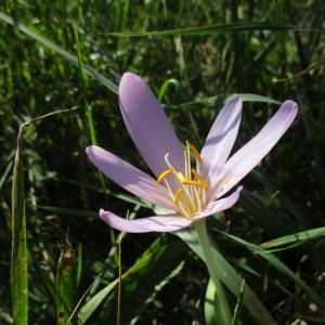Photographie n°2335119 du taxon Colchicum autumnale L.