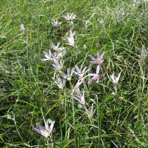 Photographie n°2335120 du taxon Colchicum autumnale L.