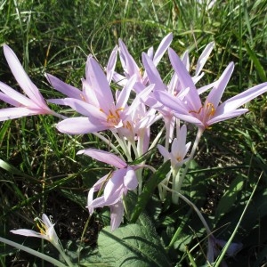 Photographie n°2335122 du taxon Colchicum autumnale L.