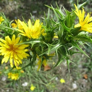 Photographie n°2335124 du taxon Scolymus hispanicus L.