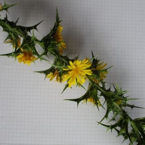 Photographie n°2335125 du taxon Scolymus hispanicus L.