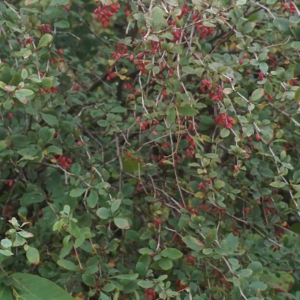 Photographie n°2335151 du taxon Berberis vulgaris L. [1753]