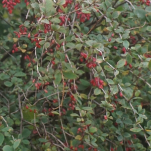 Photographie n°2335152 du taxon Berberis vulgaris L. [1753]