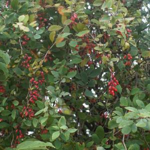 Photographie n°2335153 du taxon Berberis vulgaris L. [1753]