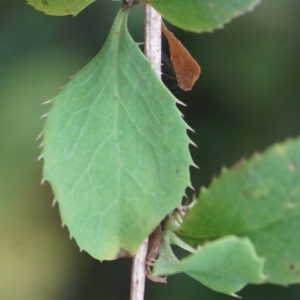 Photographie n°2335155 du taxon Berberis vulgaris L. [1753]