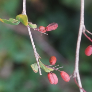 Photographie n°2335156 du taxon Berberis vulgaris L. [1753]