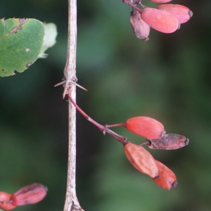 Photographie n°2335157 du taxon Berberis vulgaris L. [1753]