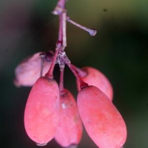 Photographie n°2335160 du taxon Berberis vulgaris L. [1753]