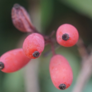 Photographie n°2335161 du taxon Berberis vulgaris L. [1753]