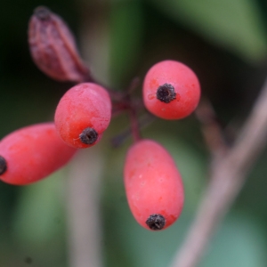 Photographie n°2335162 du taxon Berberis vulgaris L. [1753]