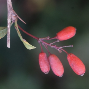 Photographie n°2335163 du taxon Berberis vulgaris L. [1753]