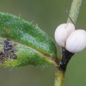 Photographie n°2335169 du taxon Lithospermum officinale L. [1753]