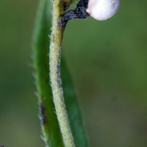 Photographie n°2335170 du taxon Lithospermum officinale L. [1753]