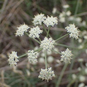 Photographie n°2335183 du taxon Seseli tortuosum L. [1753]