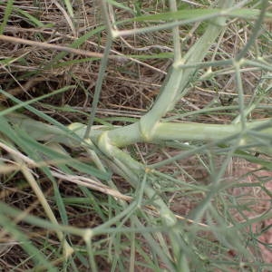 Photographie n°2335184 du taxon Seseli tortuosum L. [1753]