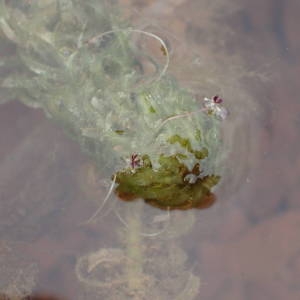 Lagarosiphon major (Ridl.) Moss (Élodée crépue)