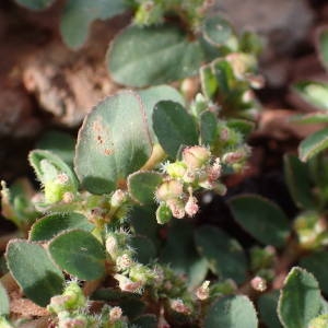  - Euphorbia prostrata Aiton [1789]