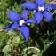 Alain Bigou - Gentiana brachyphylla Vill. [1779]