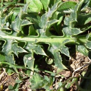 Photographie n°2335240 du taxon Cirsium acaulon (L.) Scop. [1769]