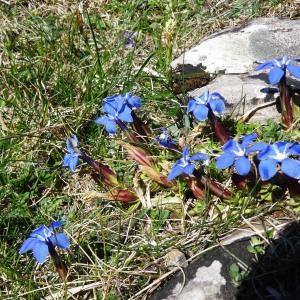  - Gentiana verna subsp. verna 