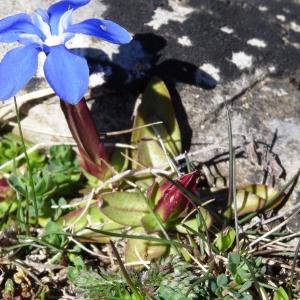 Photographie n°2335245 du taxon Gentiana verna subsp. verna 