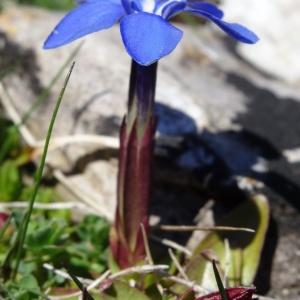Photographie n°2335246 du taxon Gentiana verna subsp. verna 