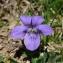 Alain Bigou - Viola canina subsp. canina 