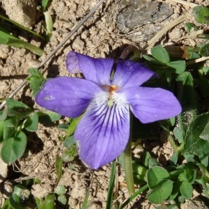 Viola canina L. subsp. canina (Violette des chiens)