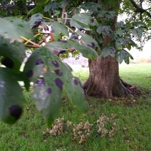 Photographie n°2335252 du taxon Acer pseudoplatanus L.