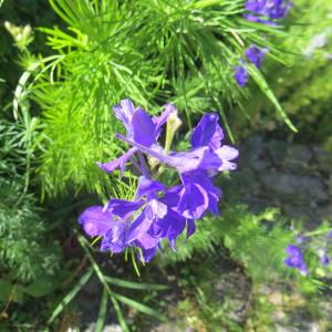 Photographie n°2335267 du taxon Delphinium ajacis L. [1753]