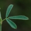  Liliane Roubaudi - Medicago sativa subsp. falcata (L.) Arcang. [1882]