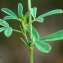  Liliane Roubaudi - Medicago sativa subsp. falcata (L.) Arcang. [1882]