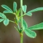  Liliane Roubaudi - Medicago sativa subsp. falcata (L.) Arcang. [1882]