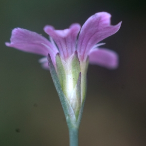 Photographie n°2335305 du taxon Petrorhagia saxifraga (L.) Link [1829]