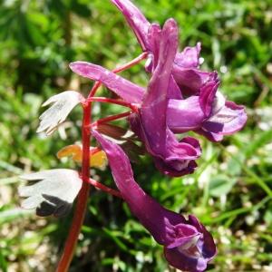 Photographie n°2335347 du taxon Corydalis solida (L.) Clairv.