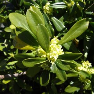 Photographie n°2335351 du taxon Daphne laureola subsp. laureola 