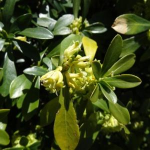 Photographie n°2335352 du taxon Daphne laureola subsp. laureola 