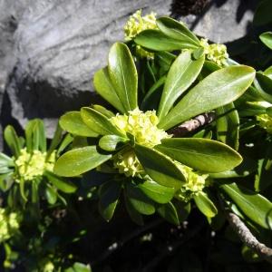 Photographie n°2335353 du taxon Daphne laureola subsp. laureola 