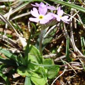 Photographie n°2335358 du taxon Primula farinosa L. [1753]