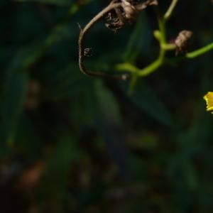 Photographie n°2335432 du taxon Hieracium virgultorum Jord. [1848]