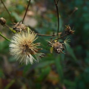 Photographie n°2335433 du taxon Hieracium virgultorum Jord. [1848]