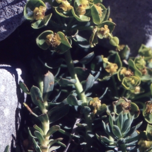 Photographie n°2335450 du taxon Euphorbia seguieriana Neck. [1770]