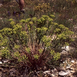 Photographie n°2335451 du taxon Euphorbia seguieriana Neck. [1770]