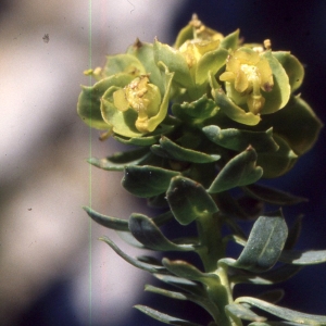 Photographie n°2335452 du taxon Euphorbia seguieriana Neck. [1770]